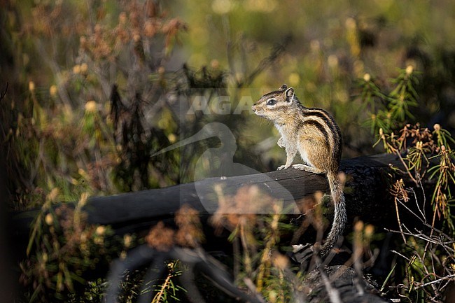 Adult Siberian Chipmunk (Tamias sibiricus) in forest in Russia (Buryatia). stock-image by Agami/Ralph Martin,