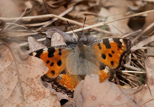 Oostelijke vos, Yellow-legged Tortoisehell stock-image by Agami/Rob de Jong,