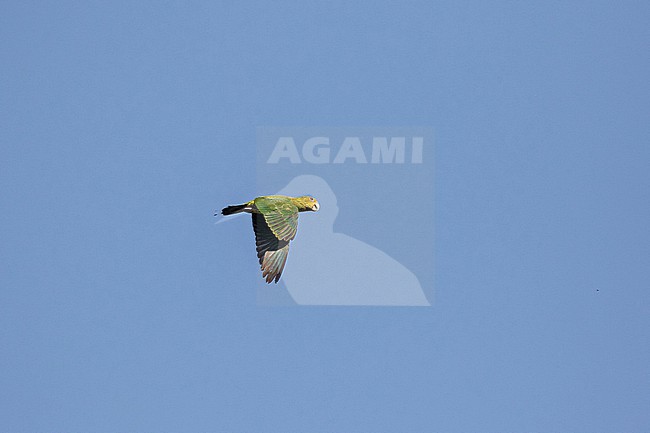 Mindoro Racket-tail (Prioniturus mindorensis) in the Philippines. stock-image by Agami/Pete Morris,