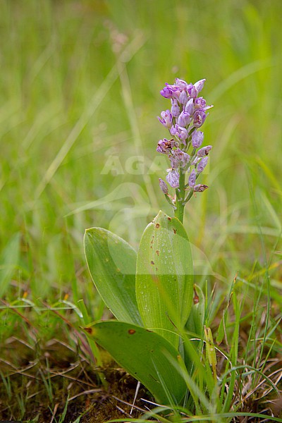 Military orchid, Orchis militaris stock-image by Agami/Theo Douma,