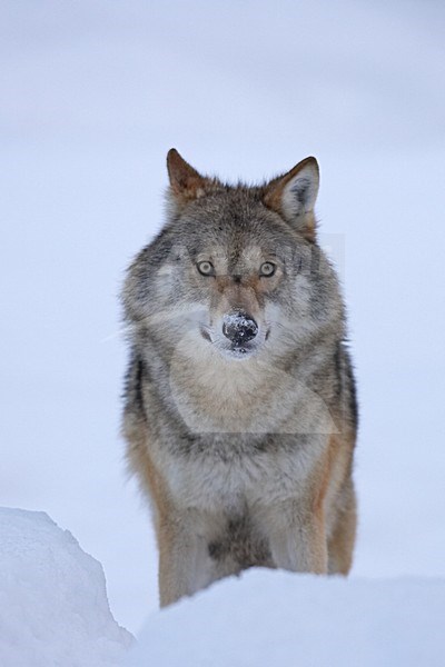 Wolf, Grey Wolf, Canis lupus, mammal, zoogdier, Europe, Europa, predator, roofdier, winter, snow, sneeuw stock-image by Agami/Jari Peltomäki,