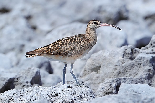 Bristle-thighed Curlew  (Numenius tahitiensis) taken the 25/01/2021 at Reitoru - Tuamotu archipelago - French Polynesia stock-image by Agami/Aurélien Audevard,