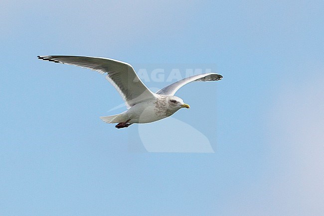 Vagrant adult Thayer's Gull (Larus thayeri) in flight along the north Spanish coast, showing under wing pattern. stock-image by Agami/David Monticelli,