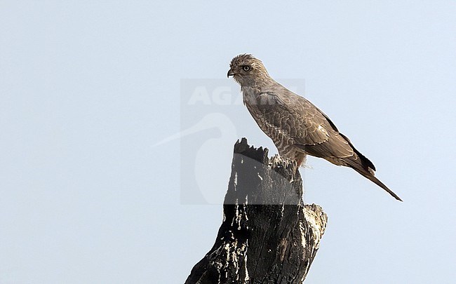 Immature Dark Chanting Goshawk (Melierax metabates) near Wassadou, Senegal in February stock-image by Agami/Eduard Sangster,
