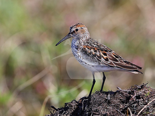 Western Sandpiper (Calidris mauri) taken the 07/06/2022 at Nome - Alaska - USA stock-image by Agami/Aurélien Audevard,