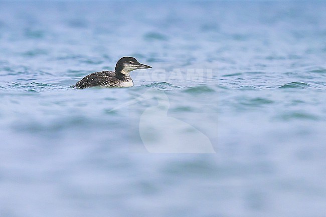 Northern great diver (Gavia immer) on the water, with the sea as background. stock-image by Agami/Sylvain Reyt,