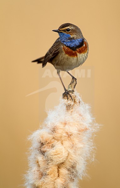 Mannetje Blauwborst op rietpluim, Male White-spotted Bluethroat on reedplume stock-image by Agami/Danny Green,