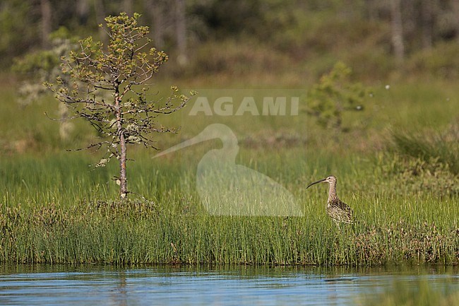 Eurasian Curlew - Großer Brachvogel - Numenius arquatus ssp. suschkini, Russia (Ural), adult, in breeding habitat stock-image by Agami/Ralph Martin,