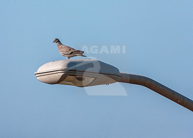 Stock Dove (Columba oenas) in the Netherlands. Perched on a road side lamp. stock-image by Agami/Marc Guyt,