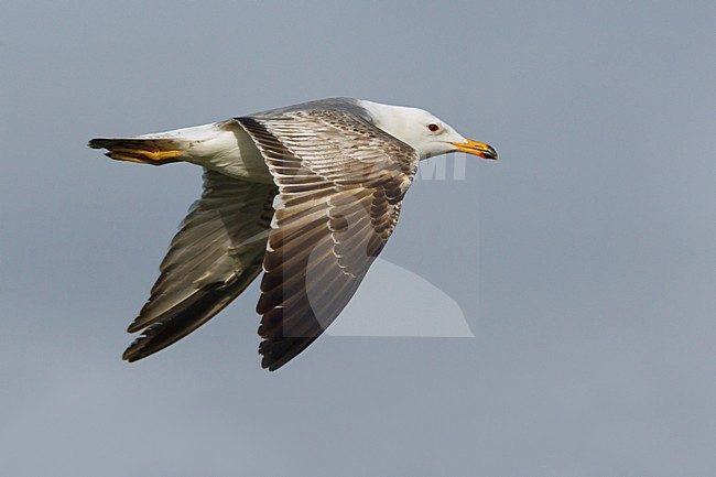 Onvolwassen Armeense Meeuw in vlucht, Immature Armenian Gull in flight stock-image by Agami/Daniele Occhiato,