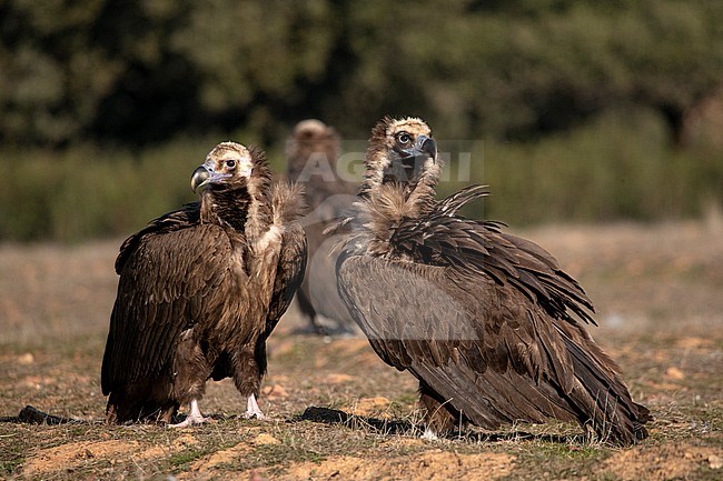 Three Cinereous Vultures (Aegypius monachus) standing on the ground in the Extremadura in Spain. stock-image by Agami/Marc Guyt,