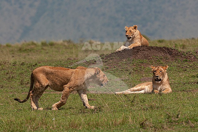 African lionesses, Panthera leo, resting on and around a termite mound. Masai Mara National Reserve, Kenya. stock-image by Agami/Sergio Pitamitz,