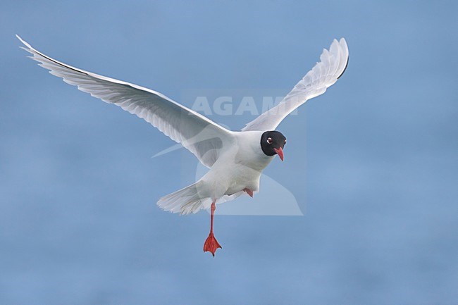 Adulte Zwartkopmeeuw in vlucht; Mediterranean Gull adult in flight stock-image by Agami/Daniele Occhiato,