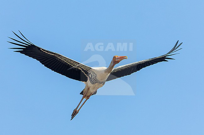 Painted Stork (Mycteria leucocephala) in Gujarat, India. stock-image by Agami/Marc Guyt,