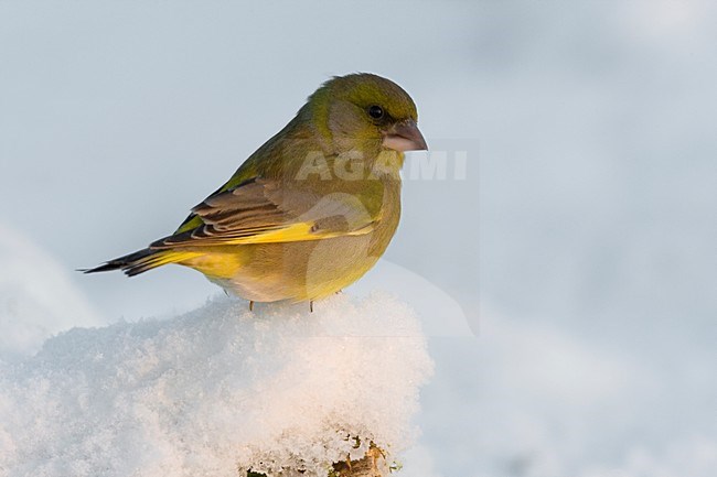 Mannetje Groenling in de sneeuw; Male European Greenfinch in snow stock-image by Agami/Daniele Occhiato,