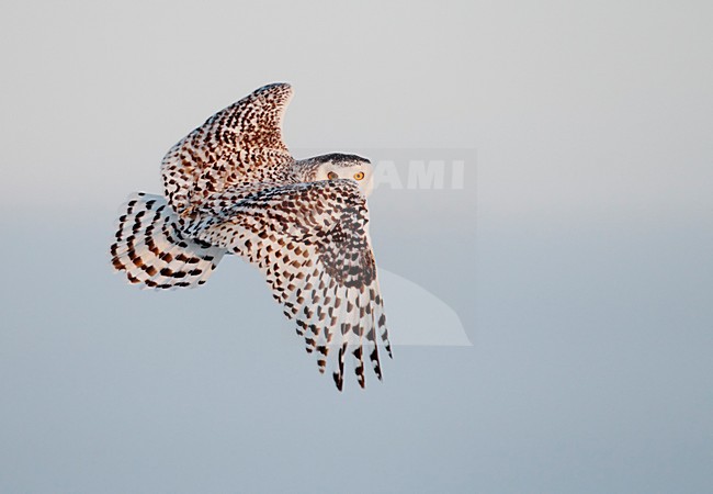 Sneeuwuil onvolwassen in vlucht; Snowy Owl immature in flight stock-image by Agami/Markus Varesvuo,