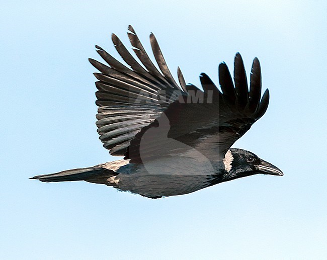 Hooded Crow (Corvus cornix) in flight stock-image by Agami/Marc Guyt,