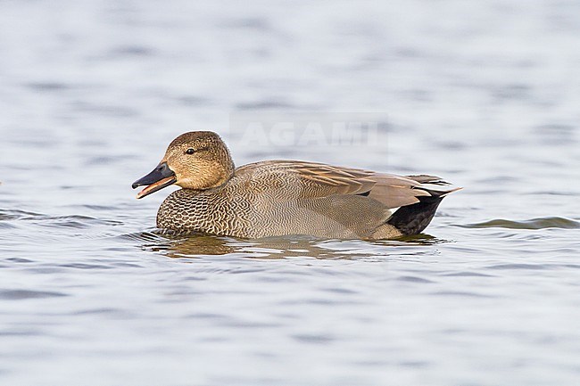Krakeend; Gadwall; Anas strepera wintering ducks on lake during frost period. Calling male. stock-image by Agami/Menno van Duijn,