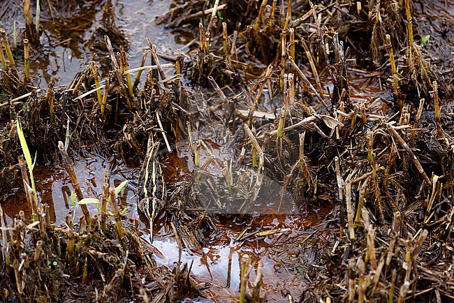 wintering Jack Snipe; stock-image by Agami/Chris van Rijswijk,