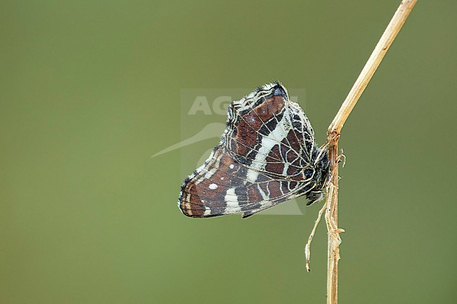 andkaartje; map butterfly; stock-image by Agami/Walter Soestbergen,