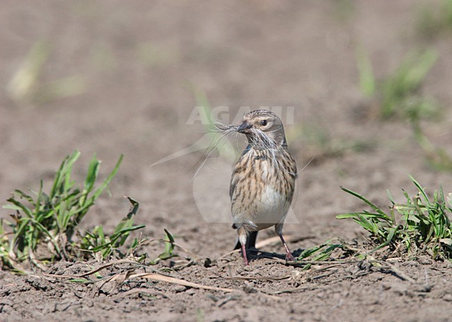 Kneu met nest materiaal; Common Linnet nest material stock-image by Agami/Ran Schols,