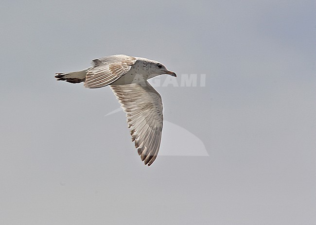 First-summer Ring-billed Gull (Larus delawarensis) in flight. stock-image by Agami/Andy & Gill Swash ,