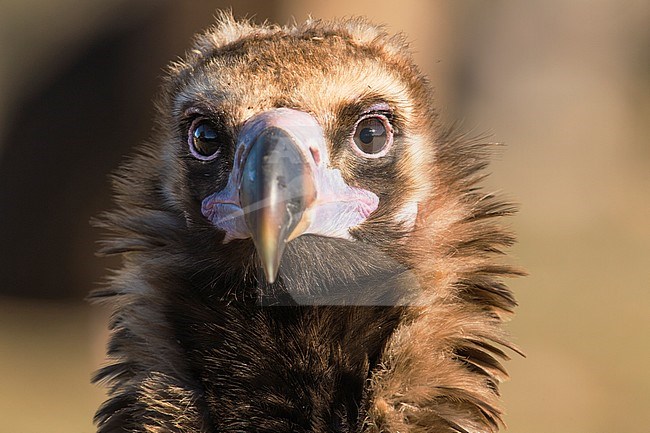 Portrait of an adult Cinereous Vulture (Aegypius monachus) in the Extremadura in Spain. stock-image by Agami/Wil Leurs,