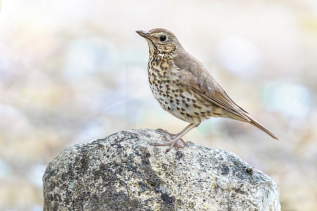 Song Thrush, Turdus philomelos, in Italy. stock-image by Agami/Daniele Occhiato,