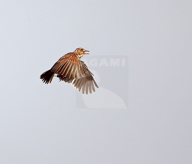 Liben Lark (Heteromirafra archeri sidamoensis) in display flight on Liben Plain, Ethiopia stock-image by Agami/Andy & Gill Swash ,