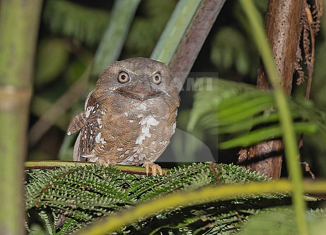 Solomons Frogmouth, Rigidipenna inexpectata, in the Solomon Islands. Also known as the Cinnamon frogmouth or Solomon Islands frogmouth. stock-image by Agami/Pete Morris,
