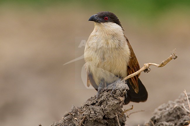 Volwassen Senegalese Spoorkoekoek; Adult Senegal Coucal stock-image by Agami/Daniele Occhiato,