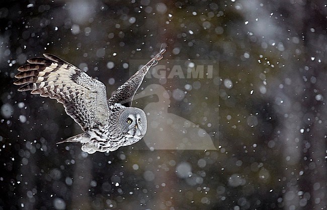 Great Grey Owl (Strix nebulosa) during a cold winter in a taiga forest in northern Finland. stock-image by Agami/Markus Varesvuo,