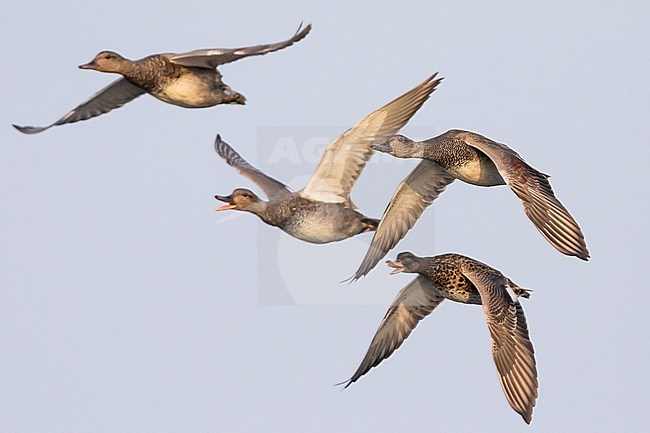 Gadwall - Schnatterente - Anas streperea, Germany, small flock in flight stock-image by Agami/Ralph Martin,