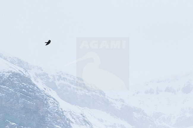 Alpine Chough (Pyrrhocorax graculus) in flight in the snow stock-image by Agami/Ralph Martin,