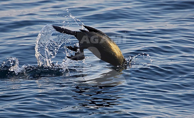 Duikende Kuifaalscholver; Diving European Shag stock-image by Agami/Markus Varesvuo,