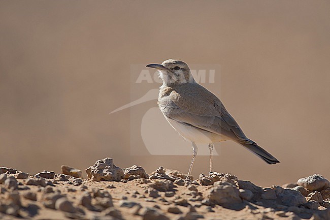 An adult Greater Hoopoe-Lark (Alaemon alaudipes) in the desert stock-image by Agami/Mathias Putze,