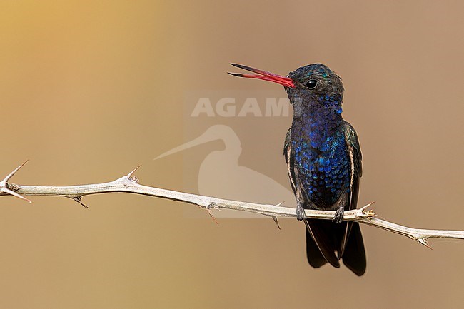 Turquoise-crowned Hummingbird (Cynanthus doubledayi) perched on a branch in Oaxaca, Mexico. stock-image by Agami/Glenn Bartley,