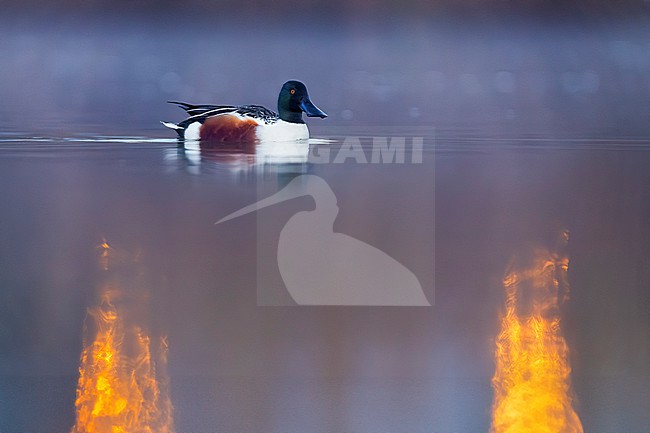 Male Northern Shoveler (Spatula clypeata) in Italy. Swimming on a lake. stock-image by Agami/Daniele Occhiato,