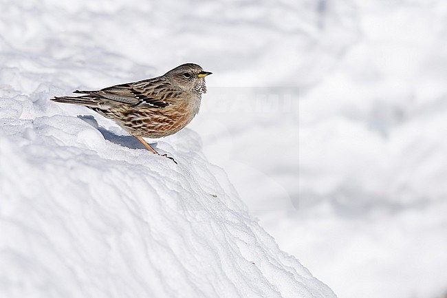 Alpine Accentor (Prunella collaris) sitting in a snow coverd moutain landscape in the swiss alps. stock-image by Agami/Marcel Burkhardt,