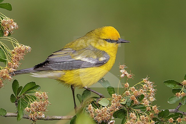 Adult female
Galveston Co., TX
April 2013 stock-image by Agami/Brian E Small,