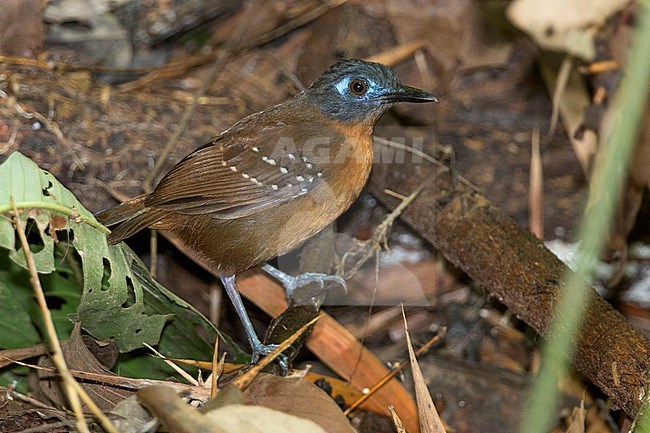 A female Chestnut-backed Antbird (Poliocrania exsul cassini) at ProAves Blue-billed Curassow Reserve, Puerto Pinzon, Boyaca, Colombia. stock-image by Agami/Tom Friedel,