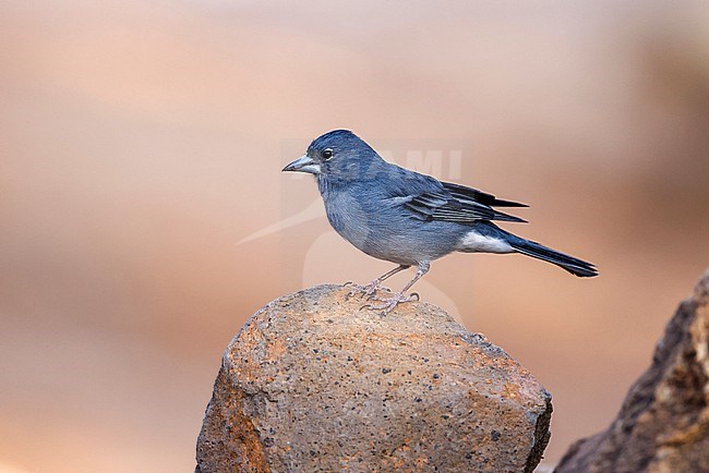 Blue Chaffinch on a rock stock-image by Agami/Chris van Rijswijk,
