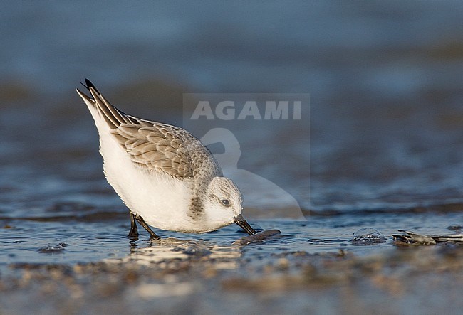 Sanderling (Calidris alba) on North Sea beach in the Netherlands. Foraging on a beached shell. stock-image by Agami/Marc Guyt,