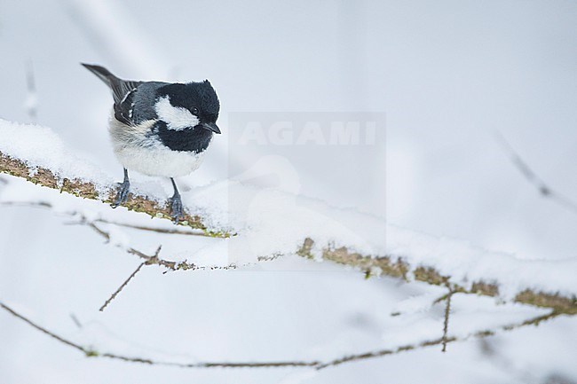 Coal Tit (Parus ater ssp. ater), Germany (Baden-Württemberg) stock-image by Agami/Ralph Martin,