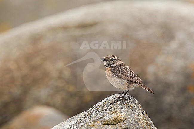 Female European Stonechat (Saxicola rubicola) sitting on rock, with a yellowish and grey background. stock-image by Agami/Sylvain Reyt,
