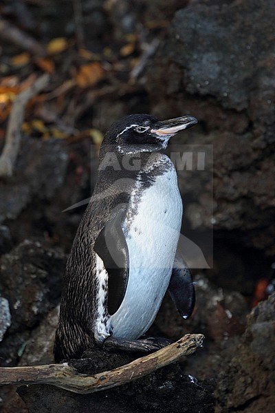 Galapagos Penguin (Spheniscus mendiculus), a rare endemic from the Galapagos Islands stock-image by Agami/Andy & Gill Swash ,