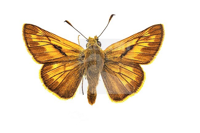 Large Skipper, Groot dikkopje, Ochlodes sylvanus stock-image by Agami/Wil Leurs,