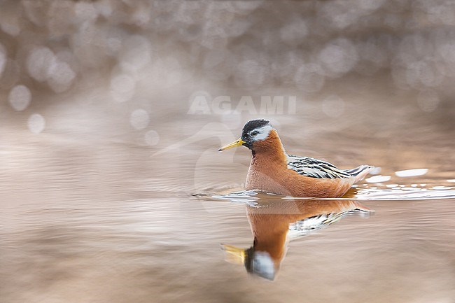 Female Red Phalarope foraging in the water with nice bokeh balls stock-image by Agami/Onno Wildschut,