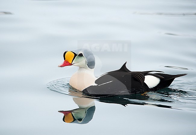 Male King Eider (Somateria spectabilis) wintering in harbour of north Norway. Swimming, seen from the side. stock-image by Agami/Dani Lopez-Velasco,
