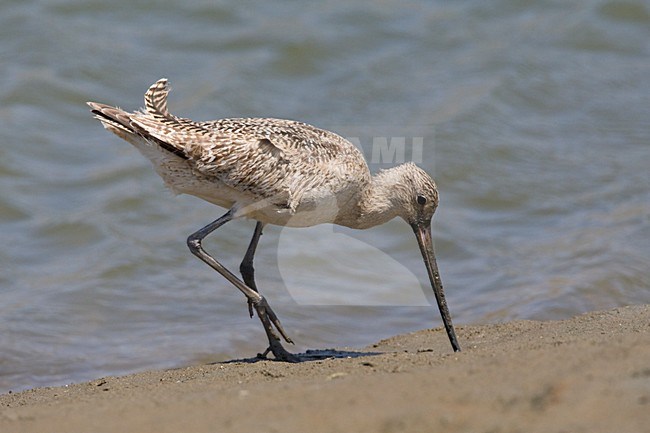 Marmergrutto voedsel zoekend Californie USA, Marbled Godwit foraging California USA stock-image by Agami/Wil Leurs,